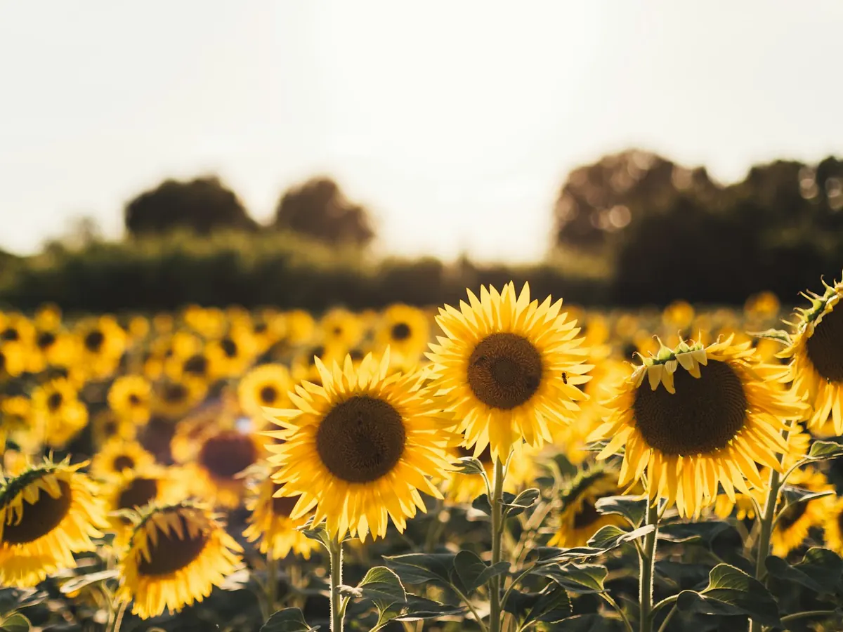 Crops | Bulk vegetable & essential oils supplier