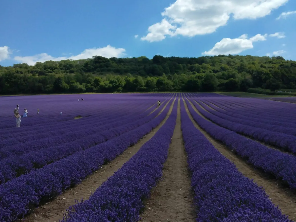 Sourcing visits | Bulk vegetable & essential oils supplier